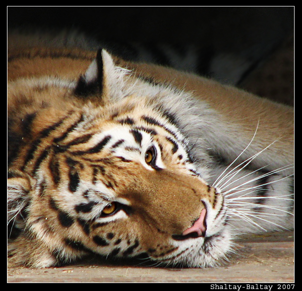 Фото жизнь (light) - Li - Animals - О чем думают кошки