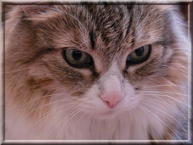 Фото жизнь (light) - Fleur - корневой каталог - ...