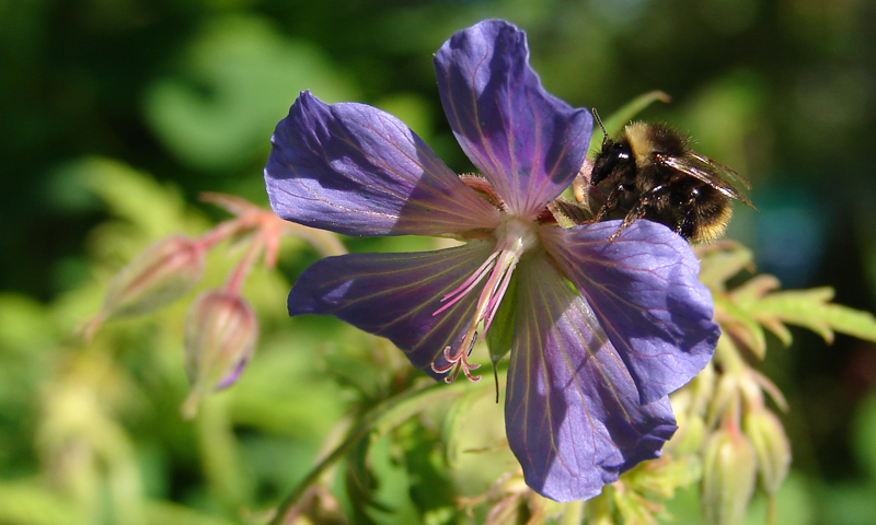 Фото жизнь (light) - Lenoch - Цветы - Немного о лете.