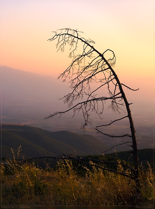 Фото жизнь (light) - armoniasy - Греция - Дерево, смотрящее вниз