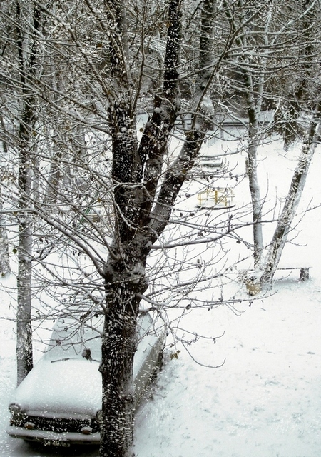 Фото жизнь (light) - Mirina - корневой каталог - снег