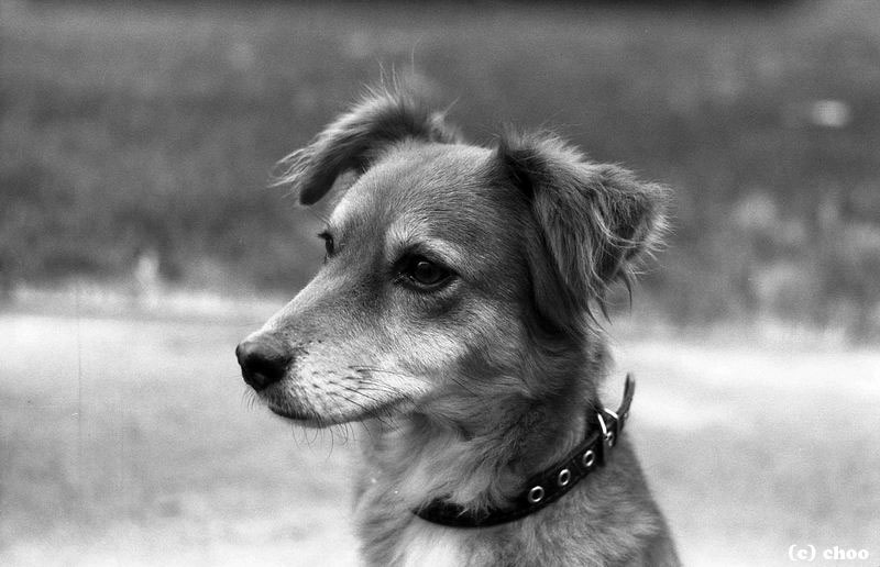 Фото жизнь (light) - choo - корневой каталог - моя собака