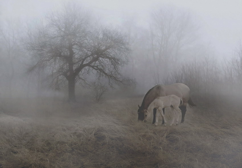 Фото жизнь (light) - Liyan - лошади - ***