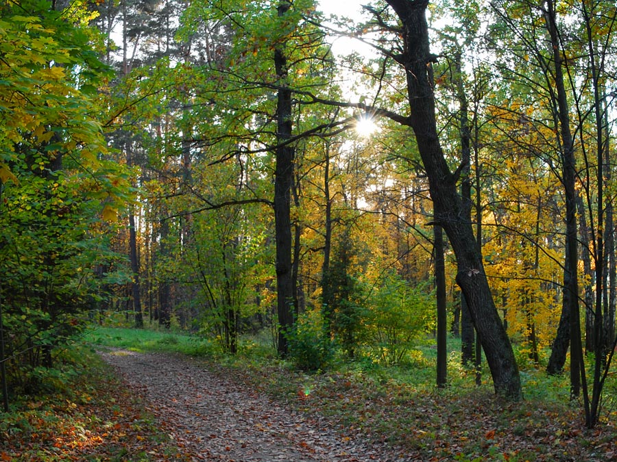 Фото жизнь (light) - Алексей Фишер - Борок (Поленово) - в парке Борок осенью