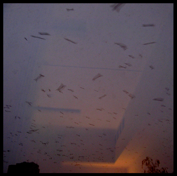 Фото жизнь (light) - Альбина Безе - корневой каталог - птицы