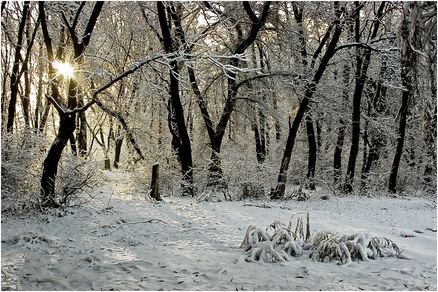 Фото жизнь - Александр Батурский - Зимушка зима - Лесная прелюдия солнца