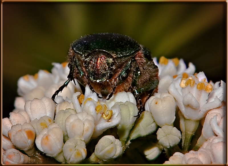 Фото жизнь (light) - Marishka - корневой каталог - Привет из мира насекомых