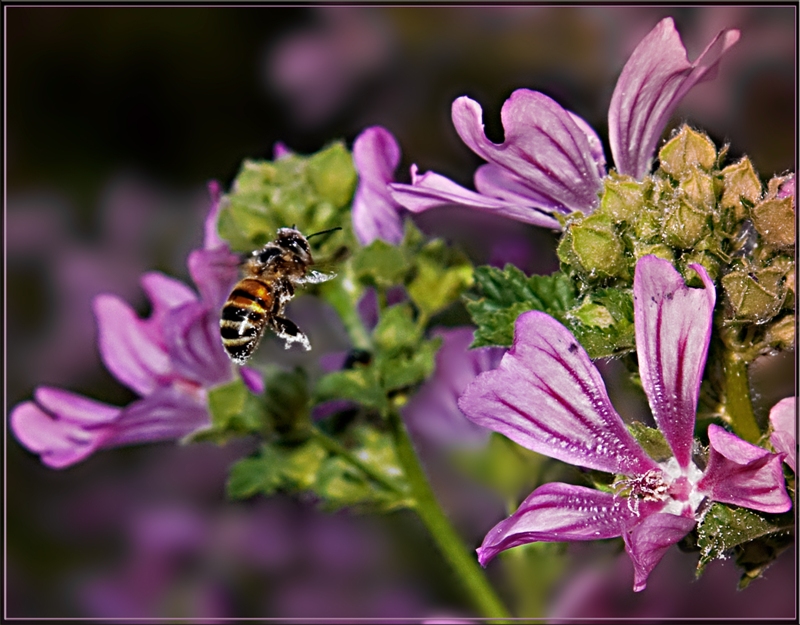 Фото жизнь (light) - Marishka - корневой каталог - Пчела в полете
