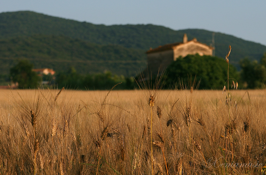 Фото жизнь (light) - xeniamusic - корневой каталог - 	Вдоль пшеничного поля