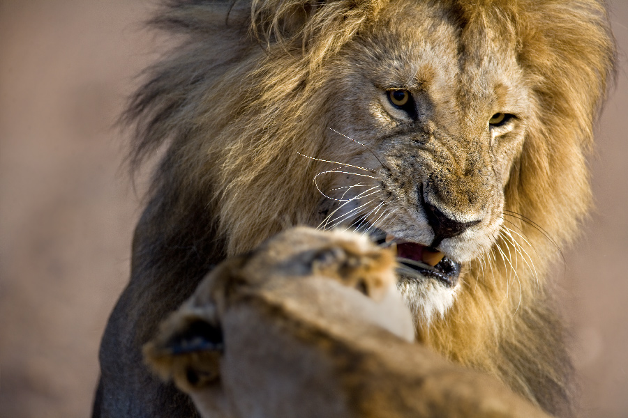 Фото жизнь - wito - Lions - Львиные разговоры. Утро:)