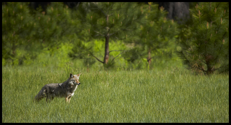 Фото жизнь (light) - Вадим Балакин - Природа США - Coyote (Canis latrans), Yosemite.