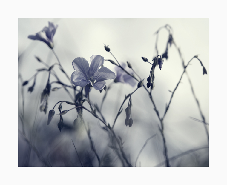 Фото жизнь (light) - Villy - корневой каталог - весна