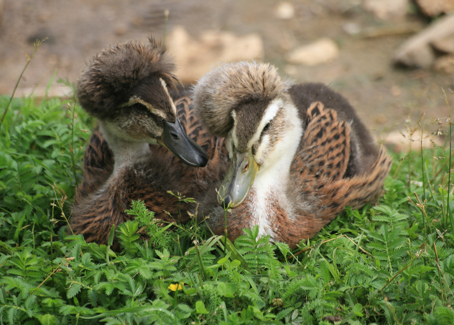 Фото жизнь (light) - Akela - Птичье царство - ...дорогая...дорогой...