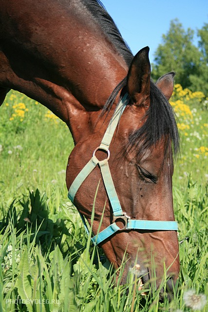 Фото жизнь (light) - PHOTOBYOLEG - корневой каталог - Лошадь, которая съела целое поле одуванчиков
