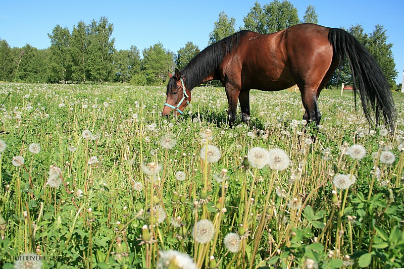 Фото жизнь (light) - PHOTOBYOLEG - корневой каталог - Лошадь, которая собирается съесть целое поле одуванчиков