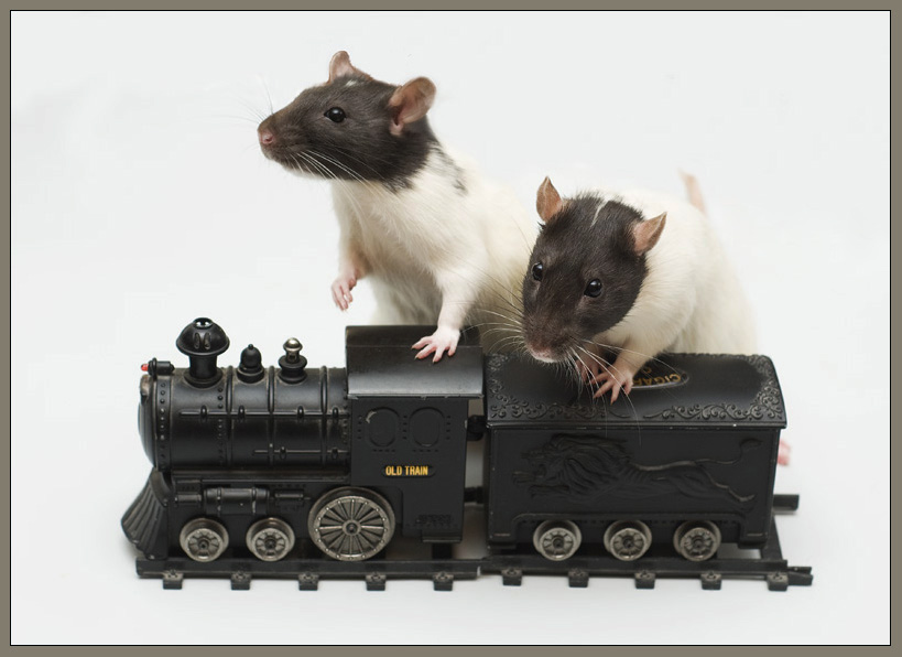 Фото жизнь - Jessy - Alb3. Fancy Rats - Может, в тупик его отгоним?