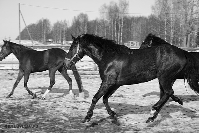 Фото жизнь (light) - PHOTOBYOLEG - корневой каталог - Кто быстрее