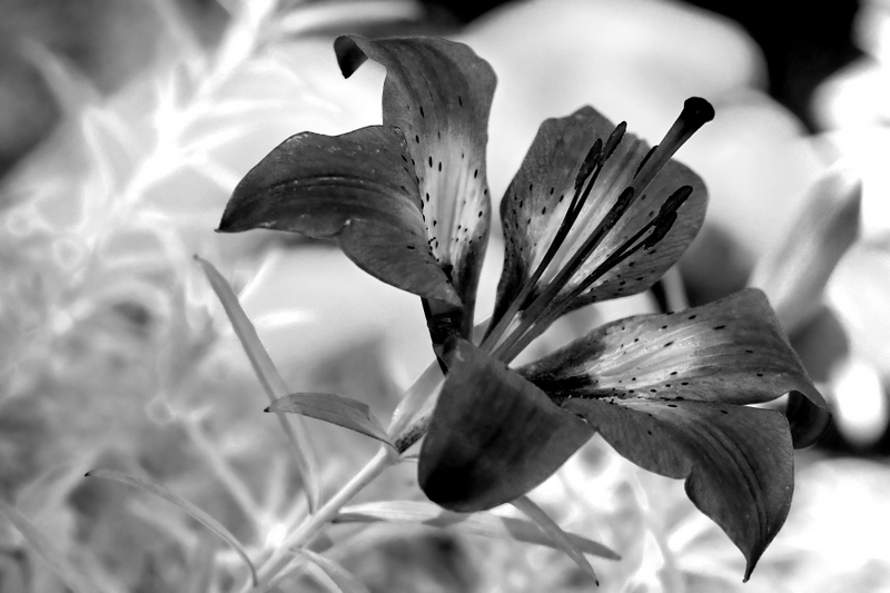 Фото жизнь (light) - Ромуальд - Природа - Цветок