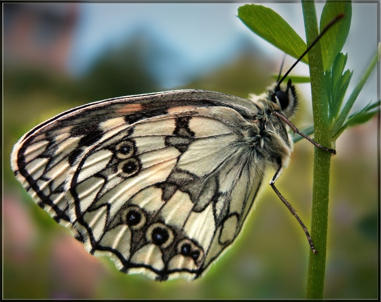 Фото жизнь (light) - Marishka - корневой каталог - Утренняя бабочка