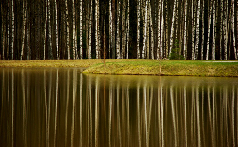 Фото жизнь (light) - Снежанна Литвинова - пейзажики - Берёзовый штрихкод