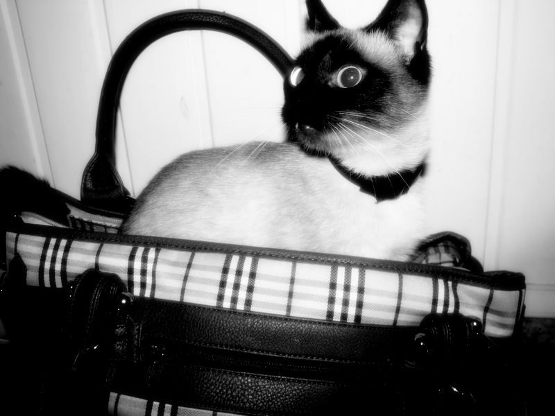 Фото жизнь (light) - ramila - корневой каталог - Уезжаю))))