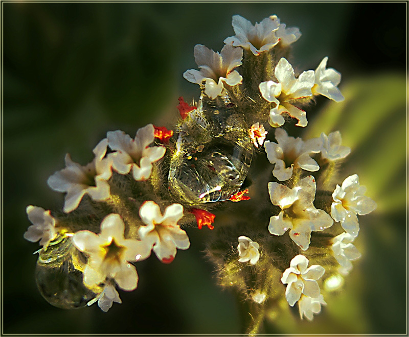 Фото жизнь (light) - Marishka - корневой каталог - Большие капли на маленьком сорнячке