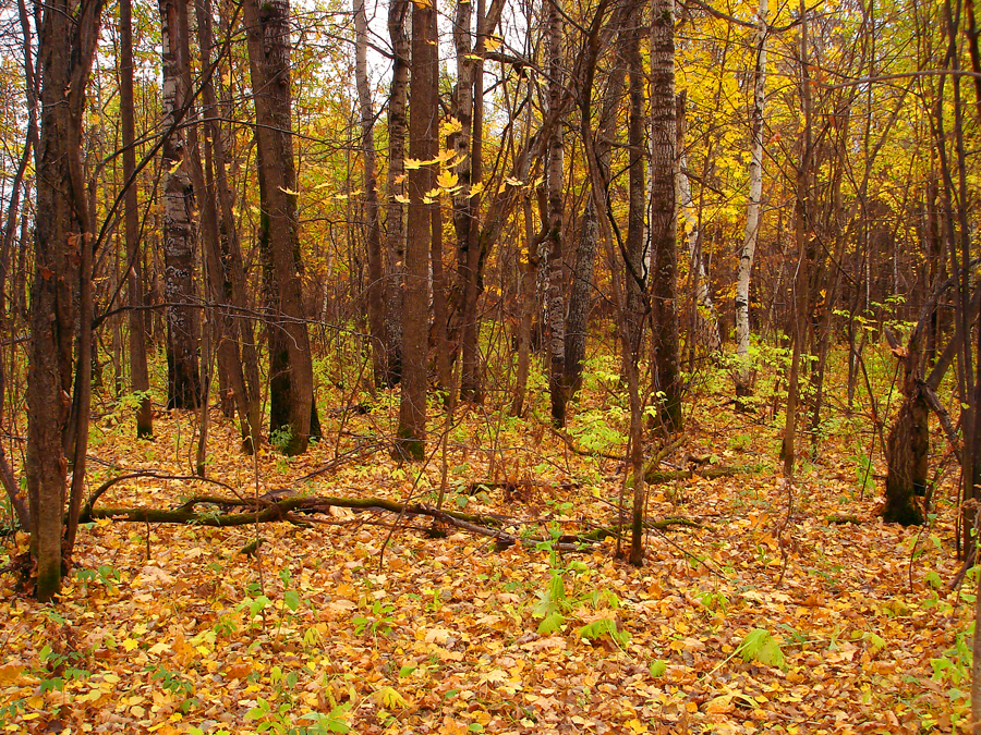 Фото жизнь (light) - Mavr - корневой каталог - В лесу осенью.