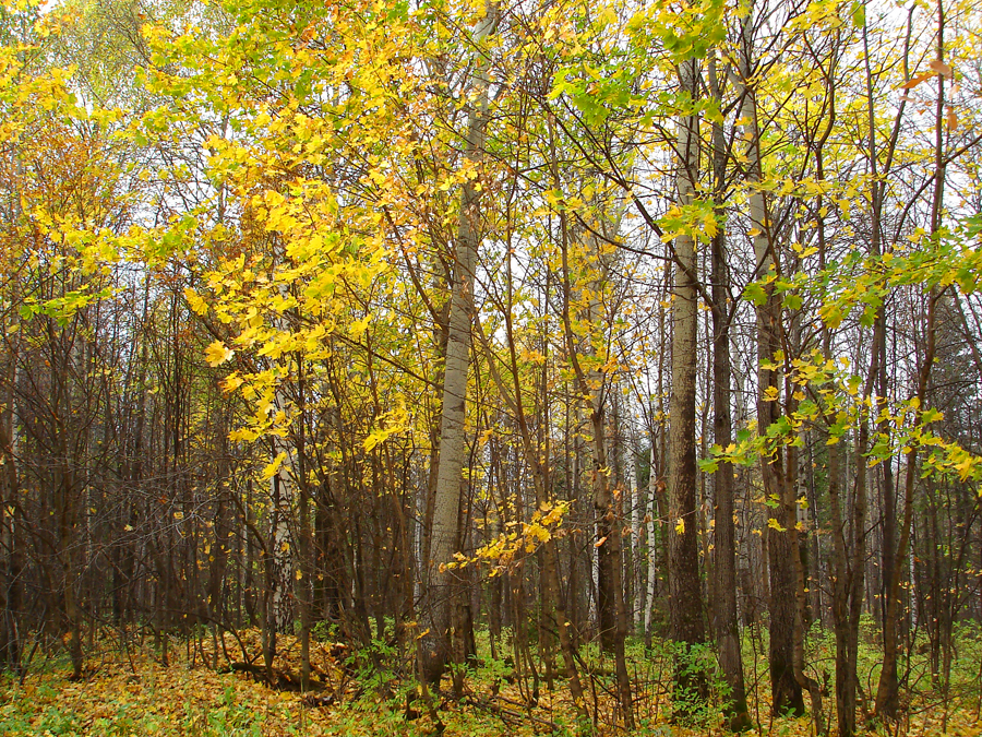 Фото жизнь (light) - Mavr - корневой каталог - Осенью в лесу