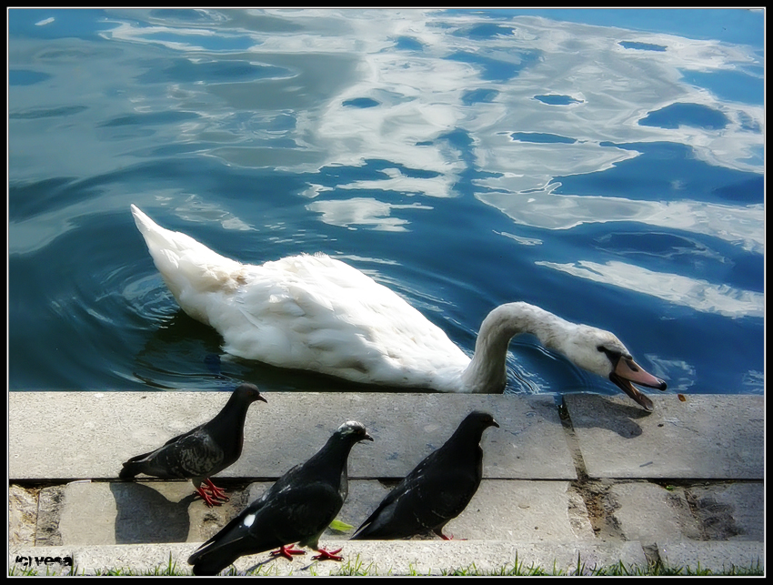 Фото жизнь (light) - Vesa - ты такой Хищник ... - - Просвистела ... ) -