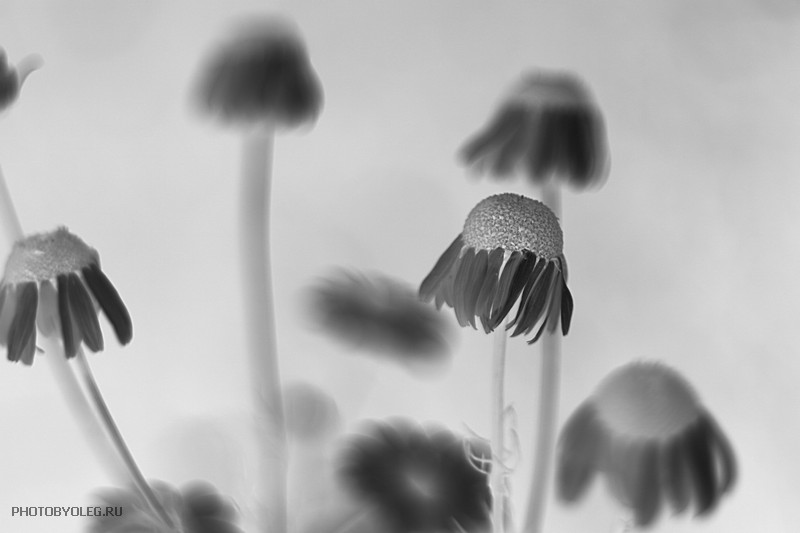 Фото жизнь (light) - PHOTOBYOLEG - корневой каталог - Старички