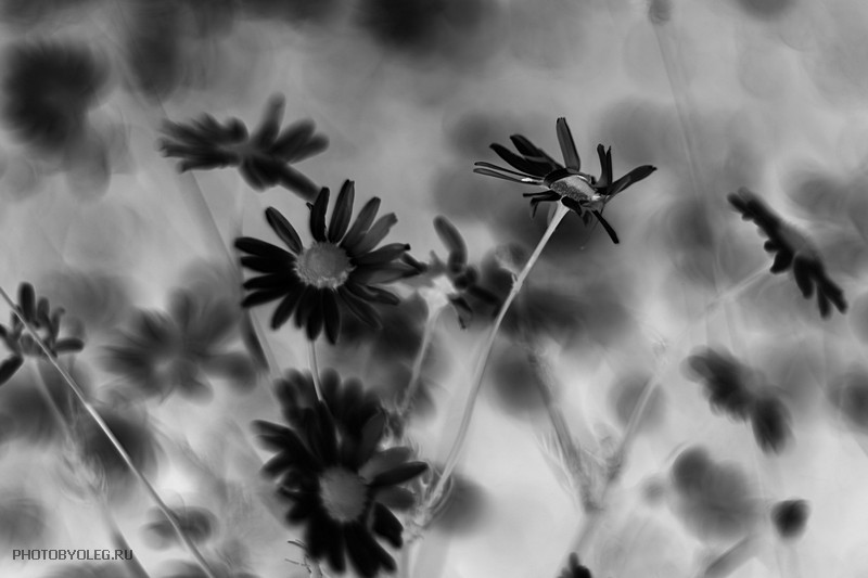 Фото жизнь (light) - PHOTOBYOLEG - корневой каталог - Нереальность