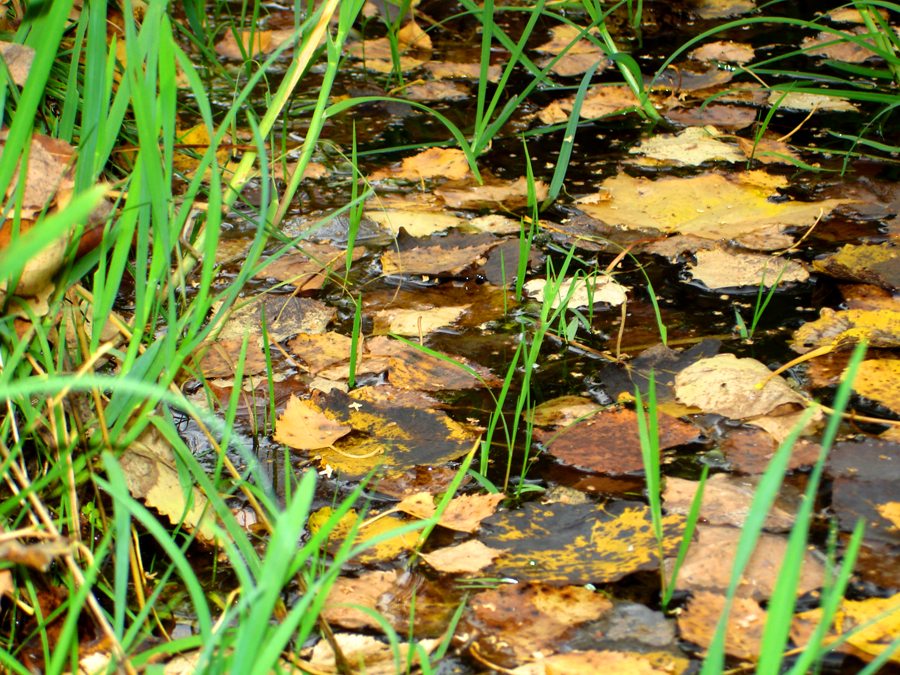 Фото жизнь - Mavr - корневой каталог - Листья на воде