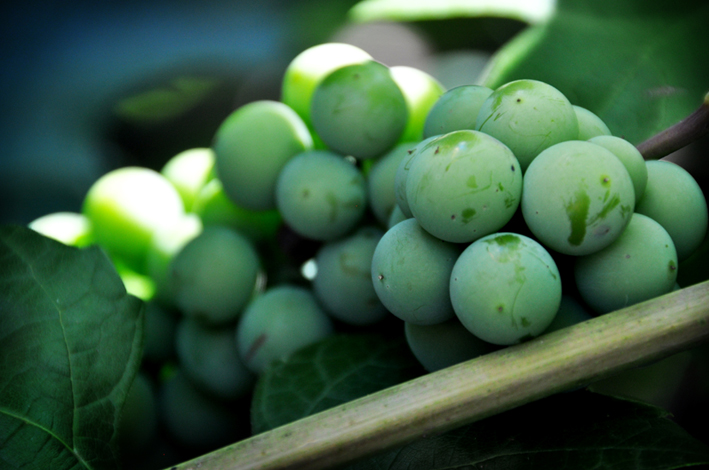 Фото жизнь (light) - Tanusha1551 - корневой каталог - Виноград