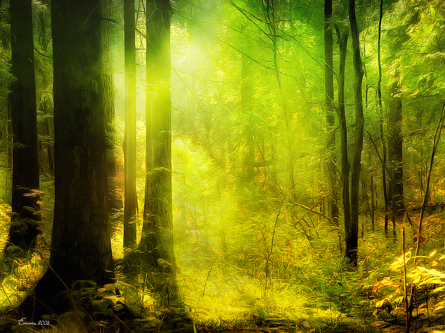 Фото жизнь (light) - emunilkin - природа - Лесной свет....