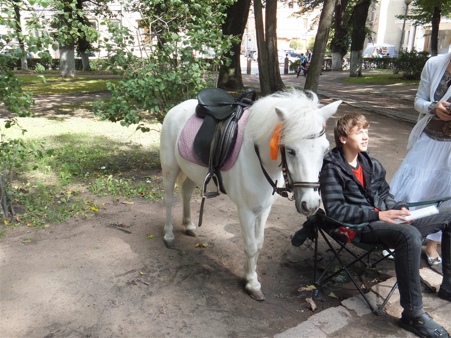 Пони