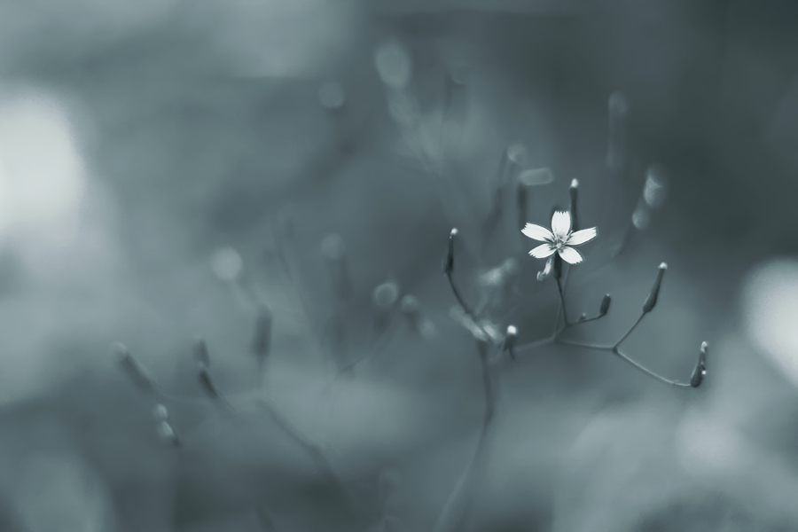 Фото жизнь (light) - natia apkhaidze - Plants & Flowers - ----