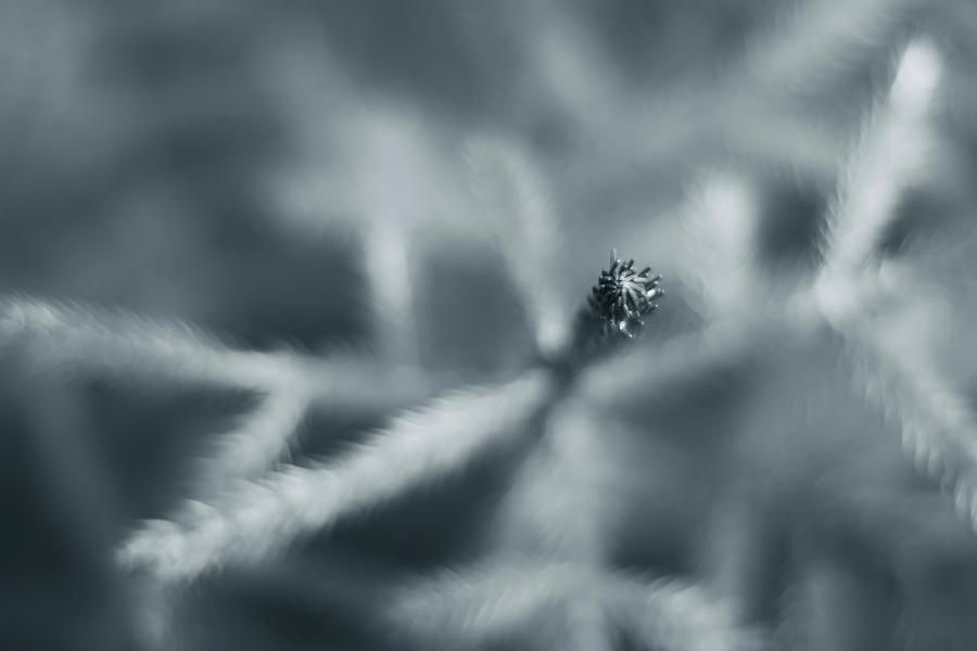 Фото жизнь (light) - natia apkhaidze - Plants & Flowers - ----