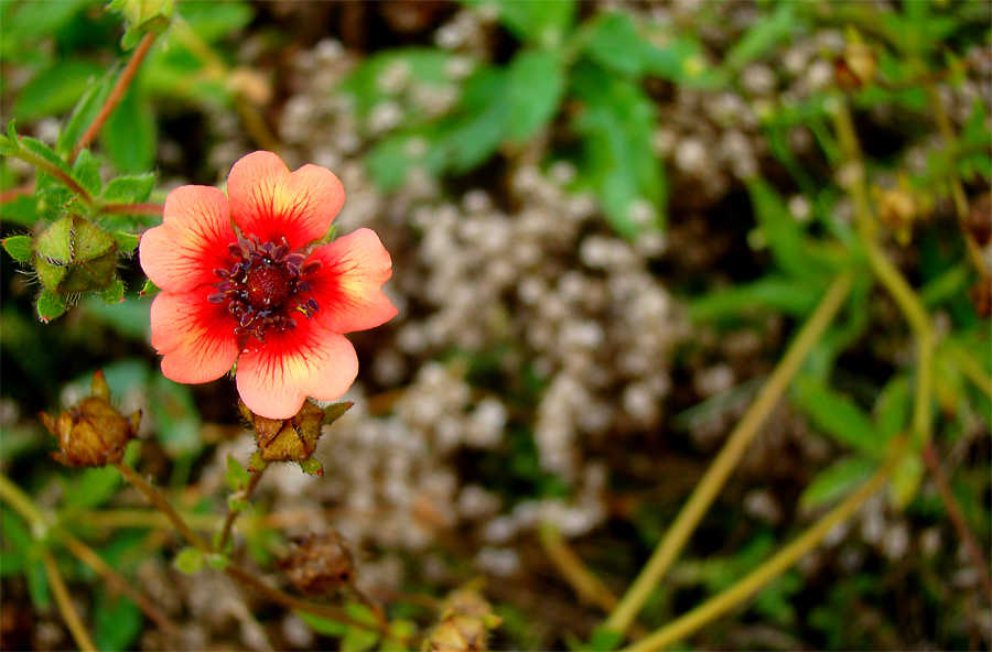 Фото жизнь (light) - pek_sentiabr - Макро - Geum