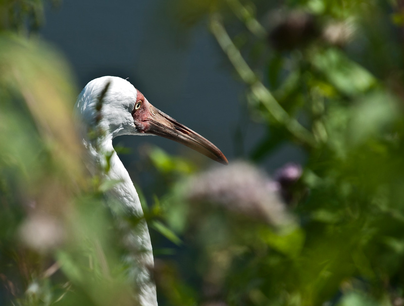 Фото жизнь (light) - Evgenia Belyaeva - корневой каталог - Pticy umeut grustit..