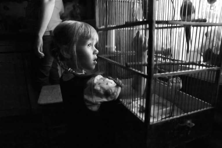 Фото жизнь (light) - AlexLeon - корневой каталог - про попугайчиков
