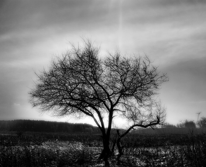 Фото жизнь (light) - Kedi - Природа - ***