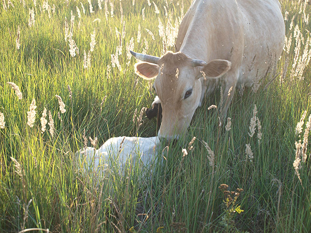 Фото жизнь - Антон Хавторин - корневой каталог - Белая корова вылизывает теленка