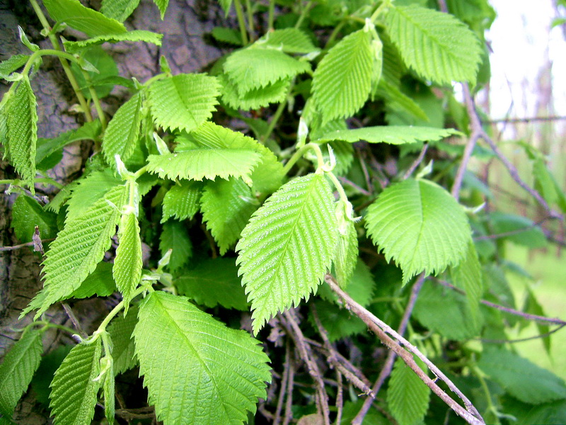 Фото жизнь (light) - NadiaHappy - корневой каталог - ***