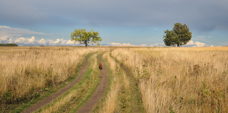 Фото жизнь (light) - Алексей Андросов - Пейзаж - Двое в поле, не считая собаки