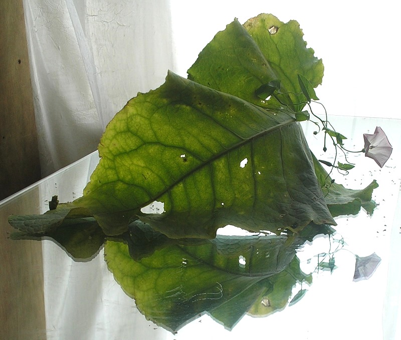 Фото жизнь (light) - TORTILLA - ромашки, листики... - лист + колокол
