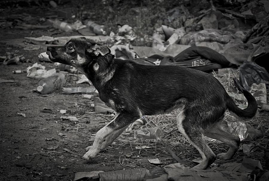 Преданный друг..