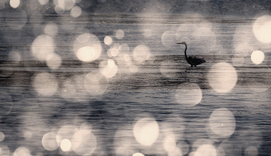 Фото жизнь (light) - Алла Чистая - корневой каталог -  