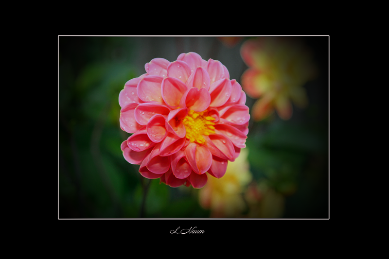 Фото жизнь - loranaum - Вальс цветов - георгин