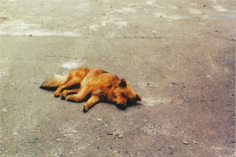 Фото жизнь (light) - dusik - корневой каталог - собаче життя