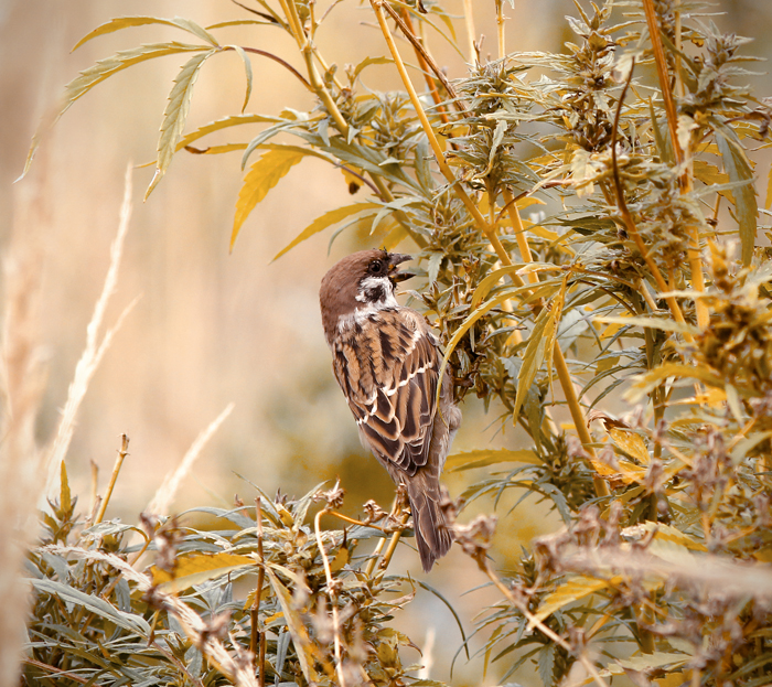 Фото жизнь (light) - smile_durb - корневой каталог - Воробушек